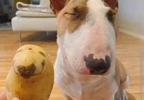Hundebetreuung Raum DüsseldorfErk