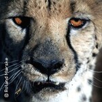 Afrika – Namibia & Botswana / Multi-Visions-Show von Roland Marske