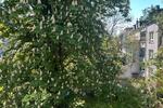 Etagenwohnung Duisburg Duisburg-Mitte - 2 Zimmer, 50 m&sup2;, 540&euro; | Angebot:26415542
