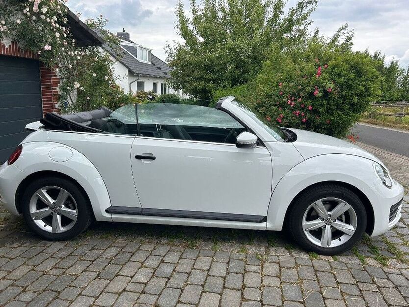 Beetle