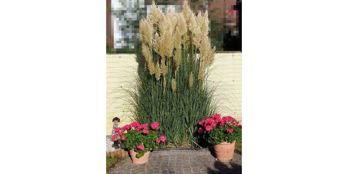 Solides Mehrgenerationenhaus in Duisburg-Friemersheim 1 zimmer