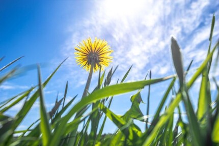 Zentrales Baugrundstück in Meerbusch zimmer
