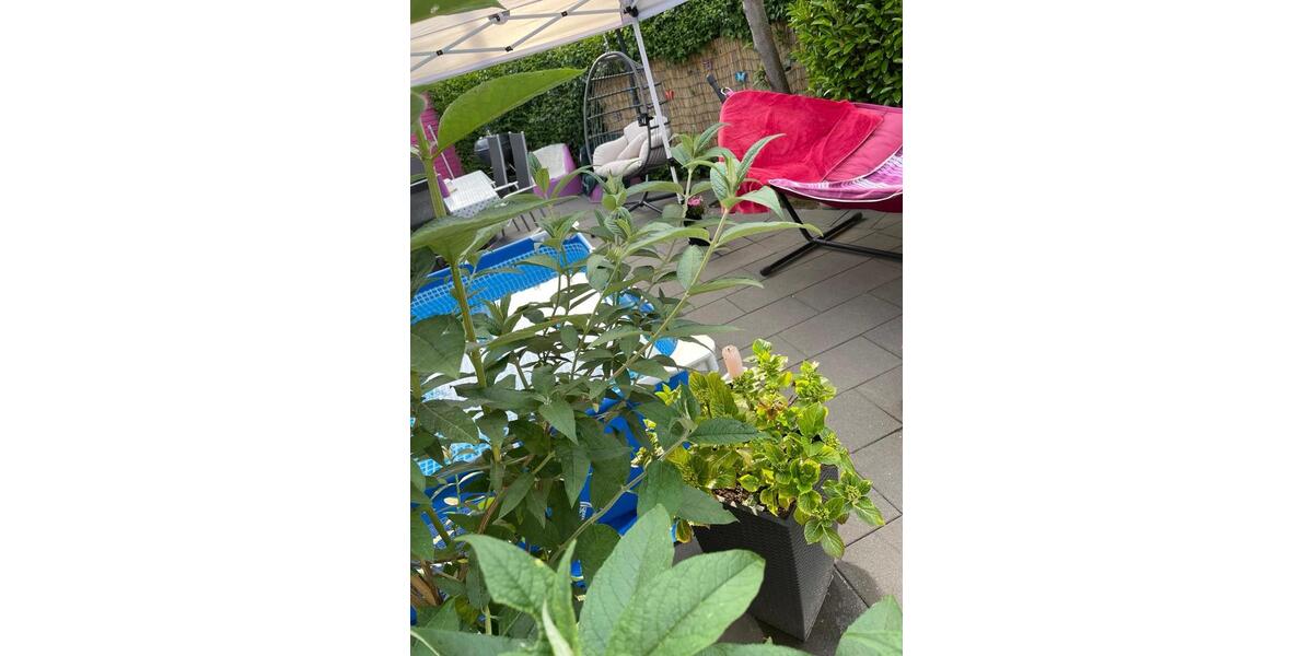 Reiheneckhaus in grüner Lage nähe Urdenbacher Kämpe 3 zimmer