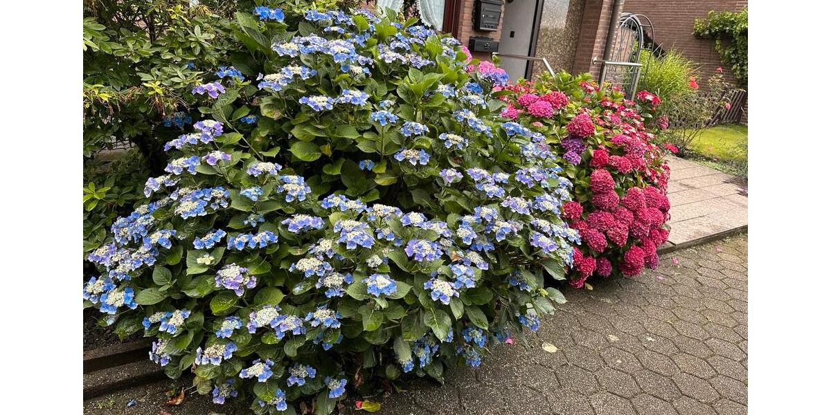 Gepflegtes Reihenendhaus in Essen Schonnebeck zimmer