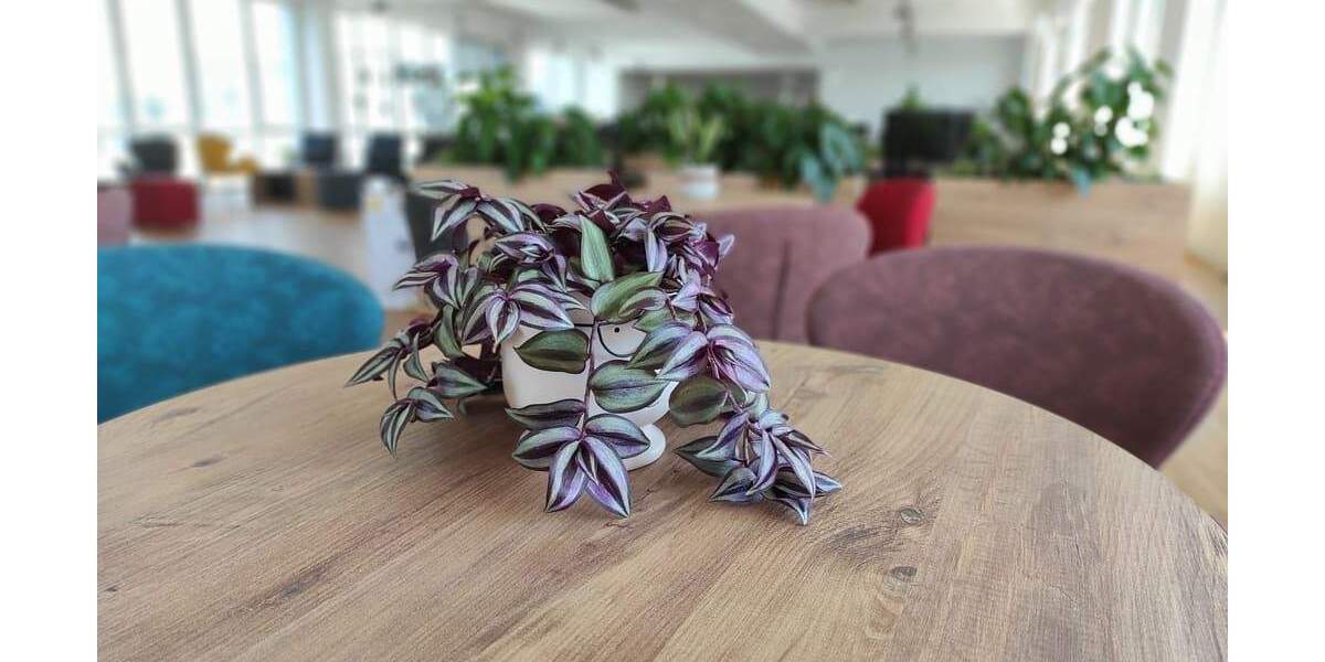 Neuss: Nachhaltige Büroflächen mit Stil, Qualität und Flexibilität zimmer