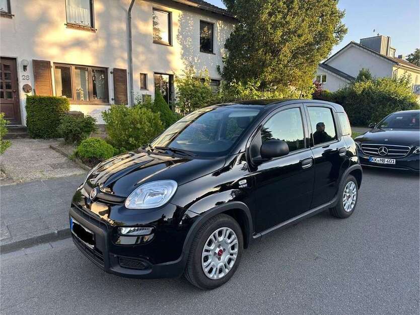 Panda